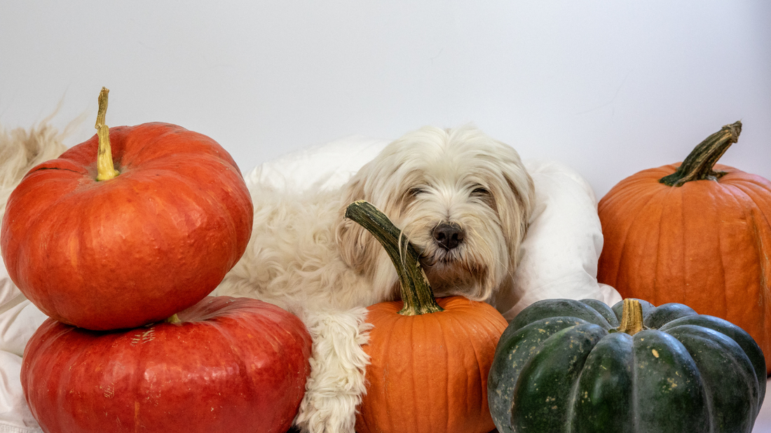 Delicious Pumpkin Treats🎃🐾