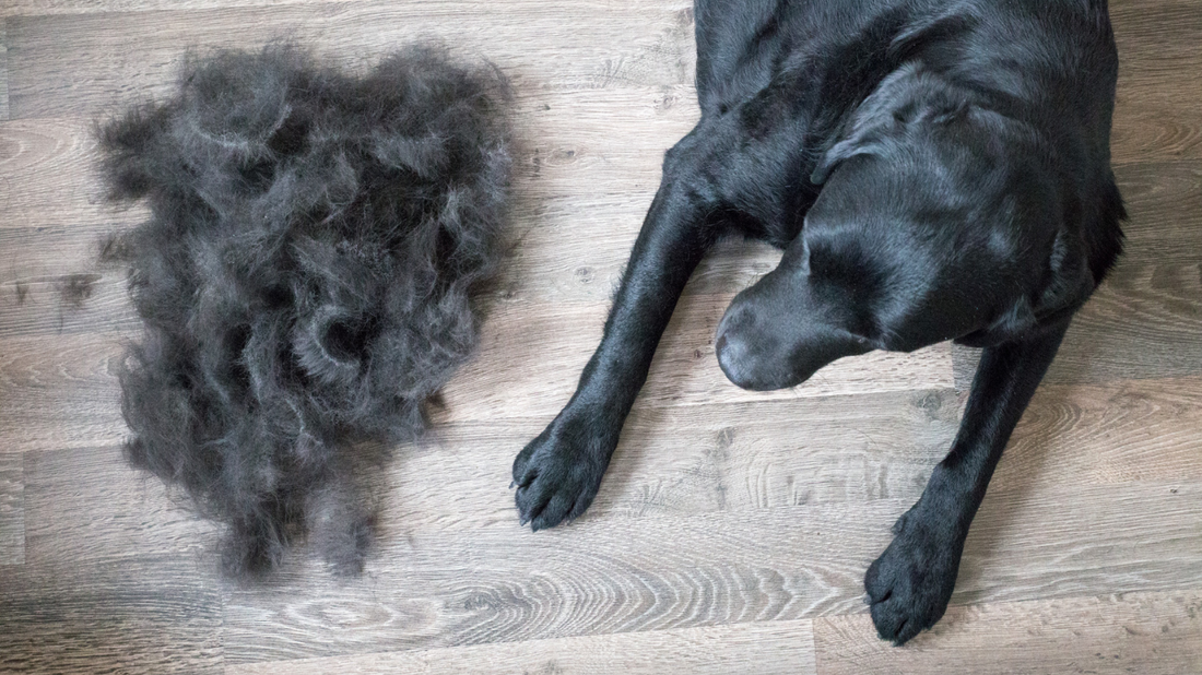 Everything About Dog Shedding