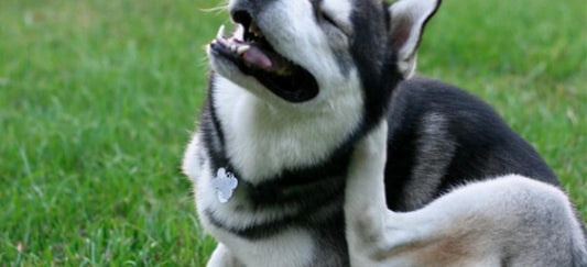 External parasites in dogs