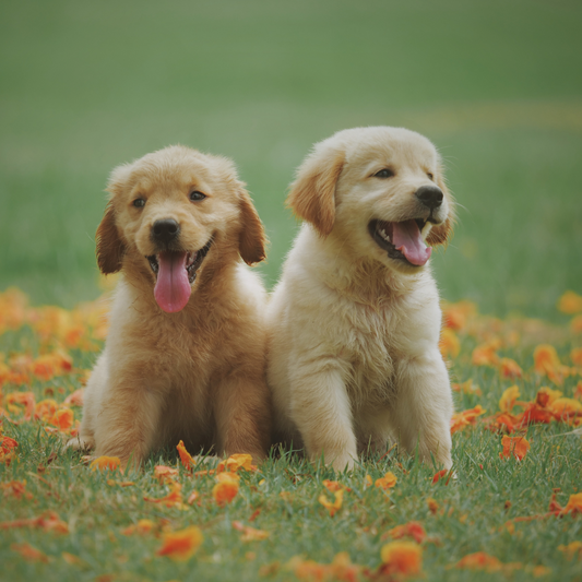 Decoding Dog Body Language