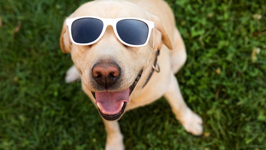 Tips to Keep Your Dog Cool