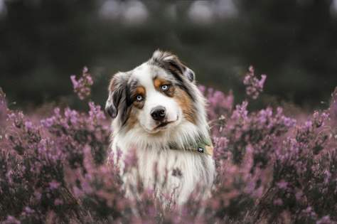 Όμορφος Australian Shepherd την άνοιξη, περιτριγυρισμένος από λουλούδια — το τέλειο παράδειγμα γνήσιας ζωικής χαράς.