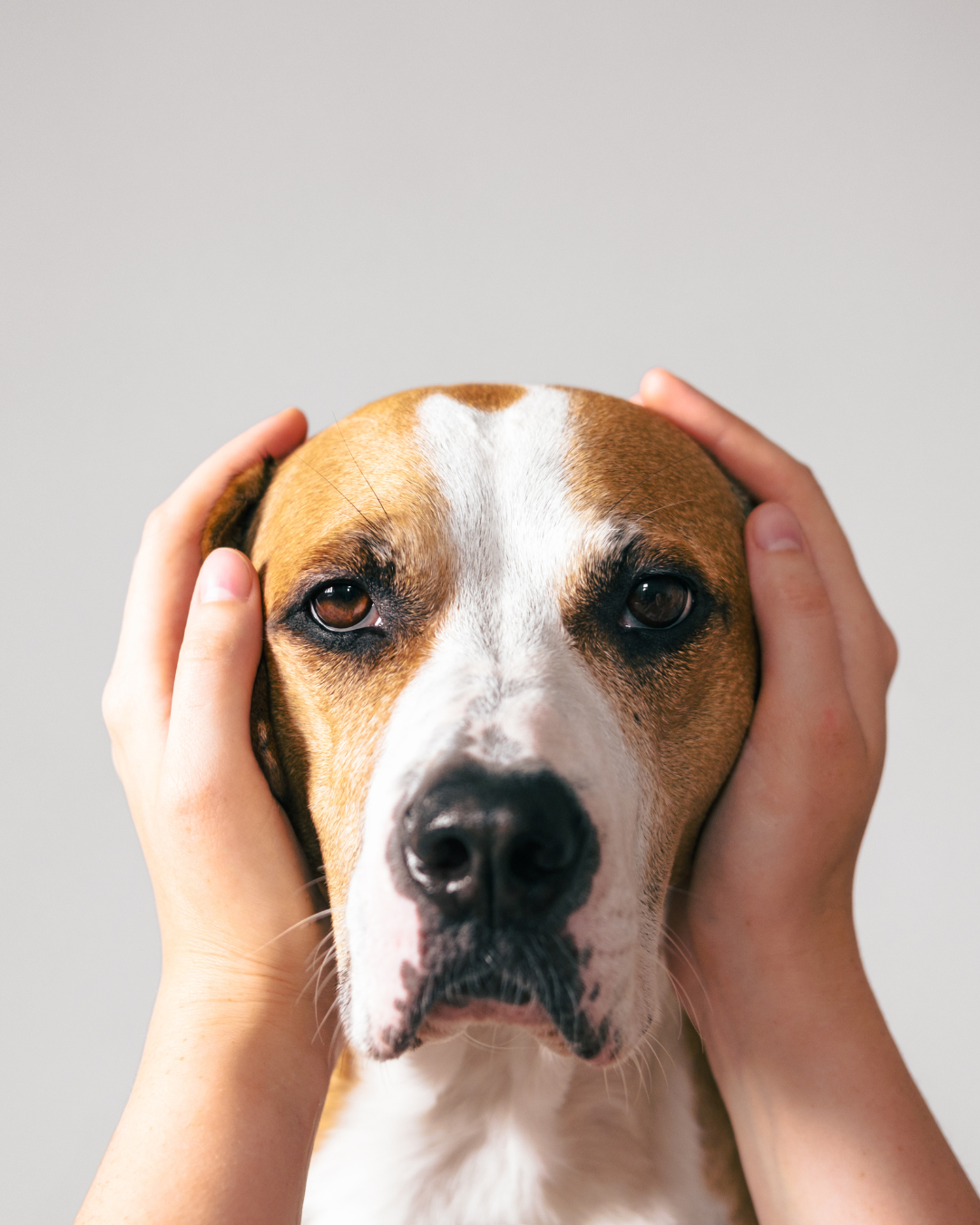 Close-up of a dog being gently comforted by hands, symbolizing care and emotional support during Easter fireworks.
