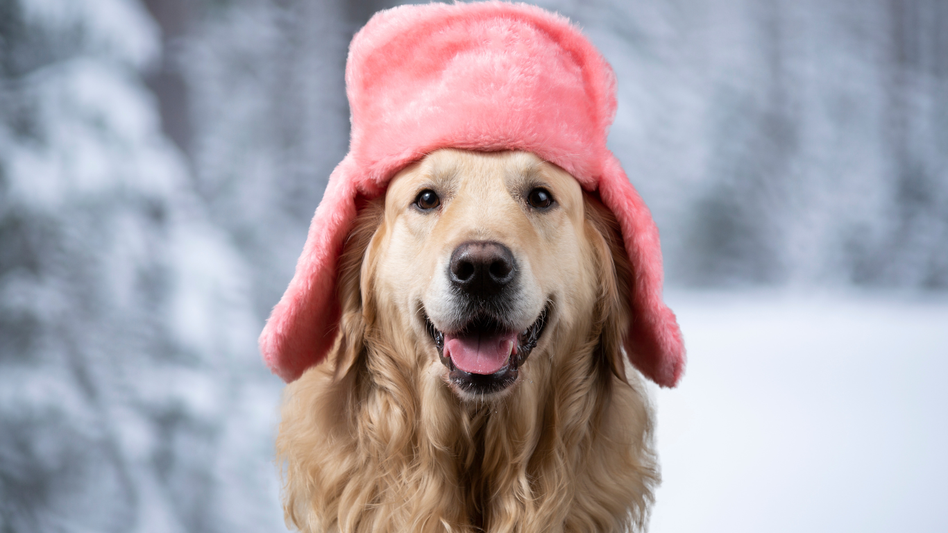 Χρυσός Ριτρίβερ με ροζ χειμερινό καπέλο, σε χιονισμένο φόντο.