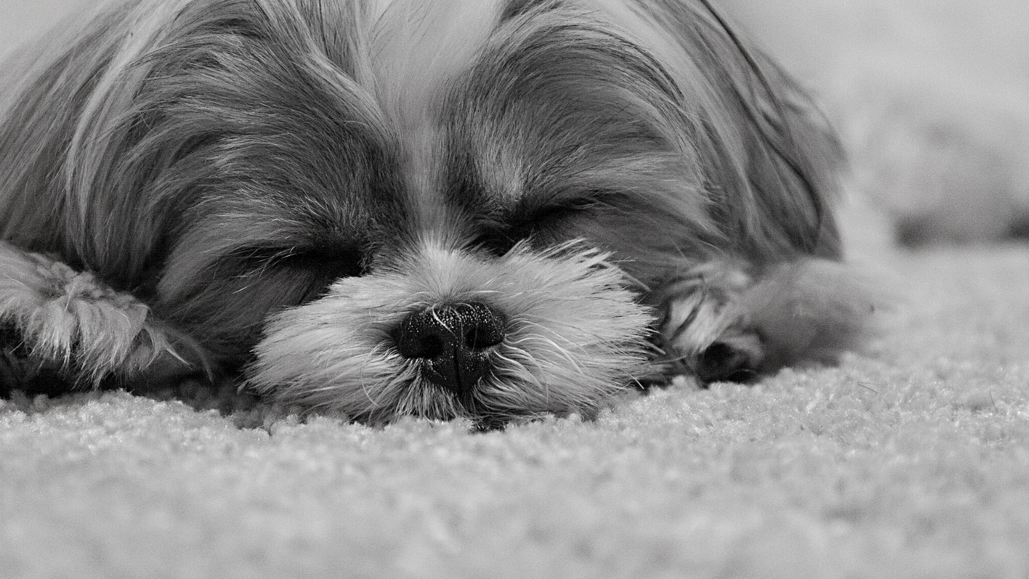 Χαριτωμένος σκύλος κοιμάται άνετα σε μαλακό κρεβάτι. Ποιοτικά κρεβάτια και καλύμματα σκύλων για ξεκούραση, χαλάρωση και άνετο ύπνο.