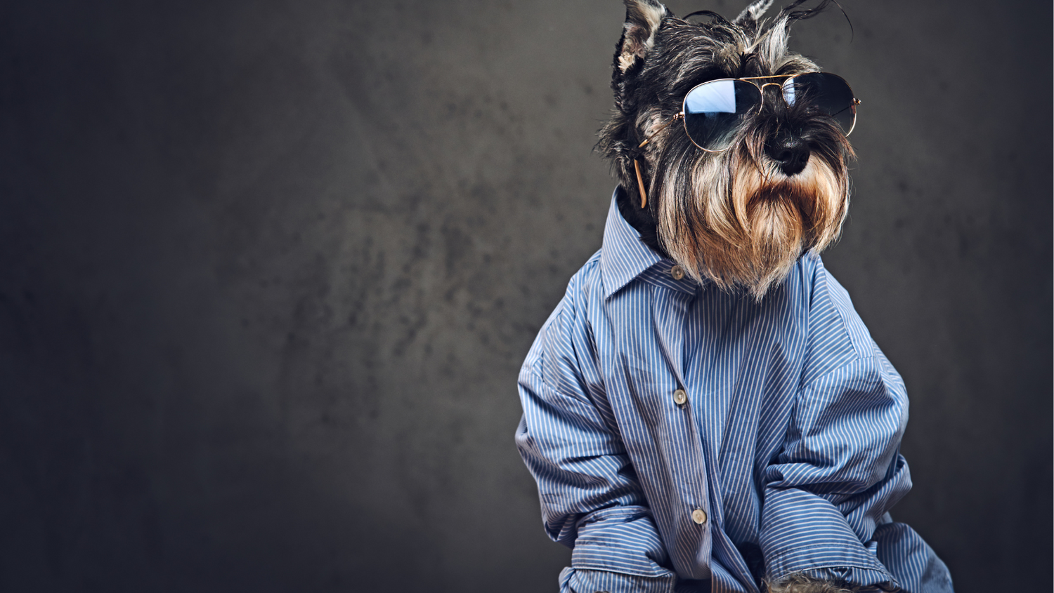 Στιλάτος σκύλος Σνάουτσερ φορά γυαλιά ηλίου και ριγέ πουκάμισο, αποπνέοντας κομψότητα. Μοναδικά ρούχα σκύλων για άνεση και μοντέρνο στυλ από το Shelby’s Golden Deals.